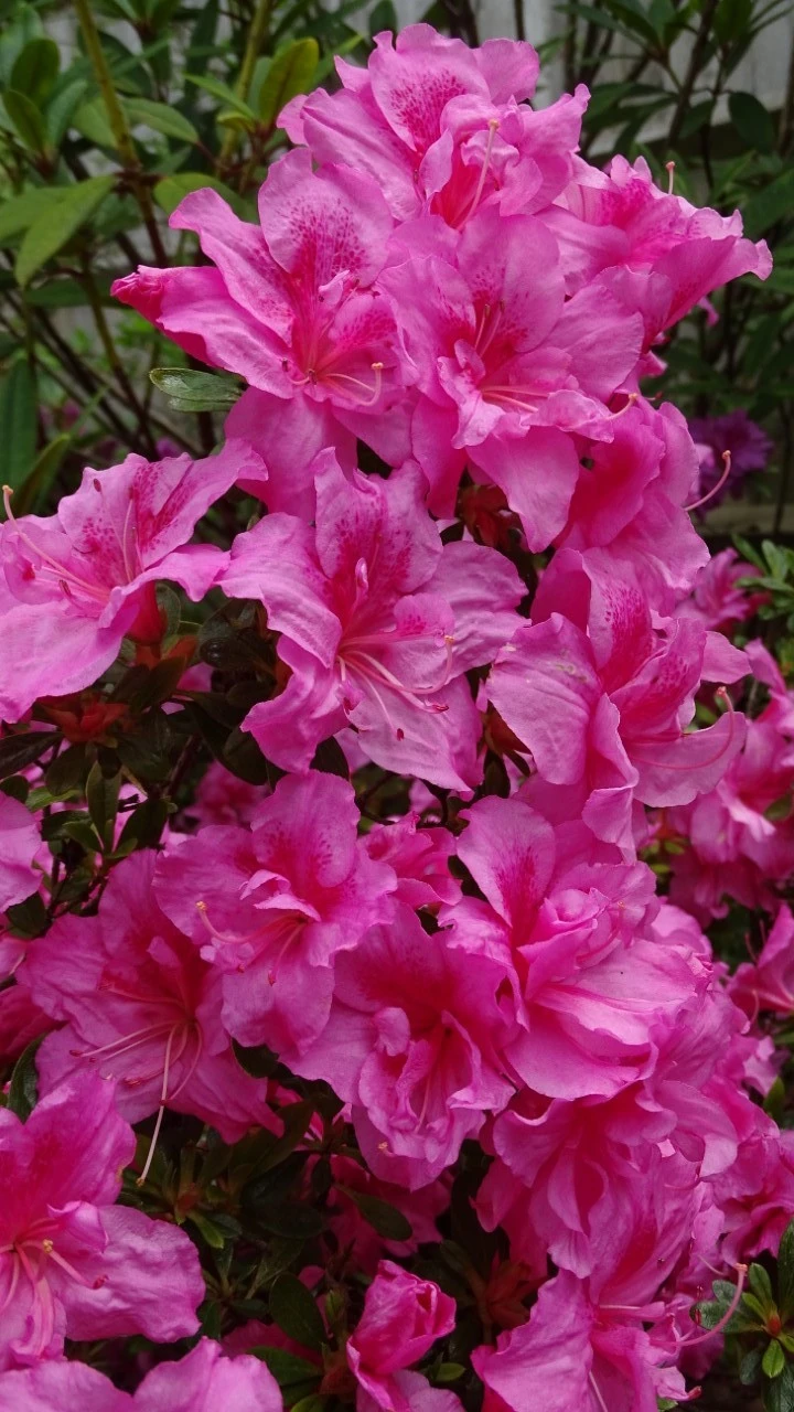 'George Hyde'
